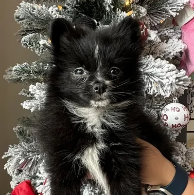 Female Pomeranian Puppy for Sale in Jacksonville, FL