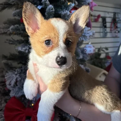 Female Pembroke Welsh Corgi Puppy for Sale in Jacksonville, FL