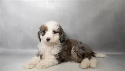 Female Mini Bernedoodle puppy named Maisie for sale at San Jose Blvd.