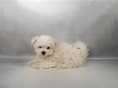 Male Maltese puppy named Enzo for sale at Beach Blvd.
