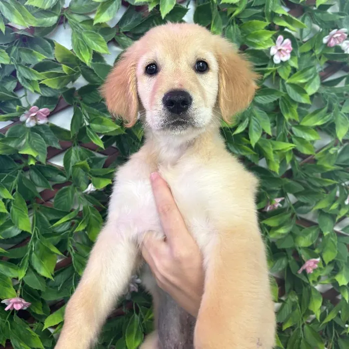 Male Golden Retriever puppy named Sven for sale at San Jose Blvd.