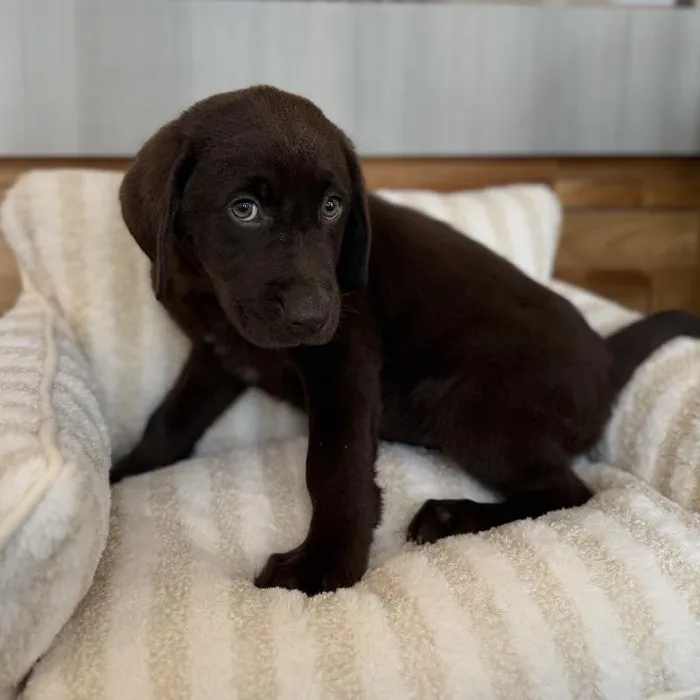 Male Labrador Retriever puppy named Mojo for sale at Beach Blvd.