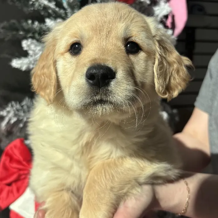 Female Golden Retriever Puppy for Sale in Jacksonville, FL