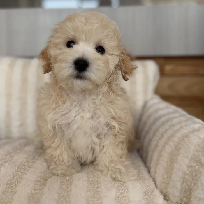 Male Maltipoo puppy named Curly for sale at Beach Blvd.