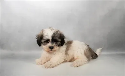Male Bichapoo puppy named S'Mores for sale at Beach Blvd.