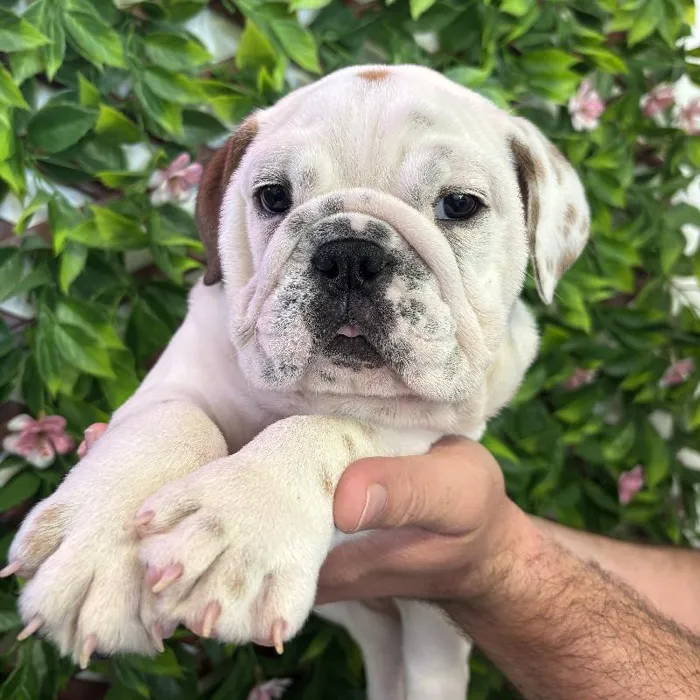 Male English Bulldog Puppy for Sale in Jacksonville, FL