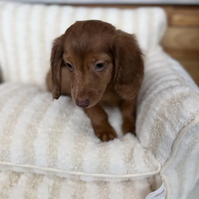 Male Mini Dachshund puppy named Cosmo for sale at Beach Blvd.