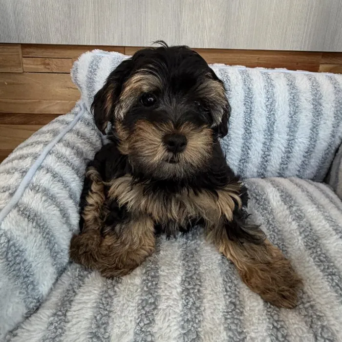 Female Yorkie-Poo puppy named Fiat for sale at Beach Blvd.