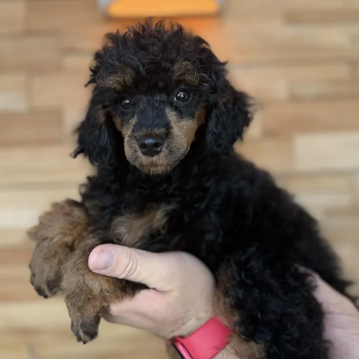 Female Poodle puppy named Harley for sale at Beach Blvd.