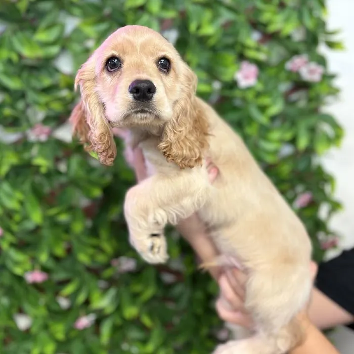 Male Cocker Spaniel puppy named Champ for sale at San Jose Blvd.