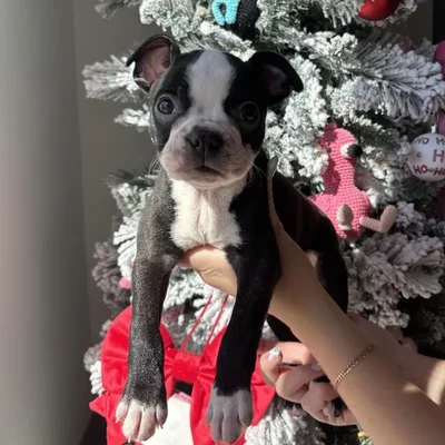 Male Boston Terrier Puppy for Sale in Jacksonville, FL