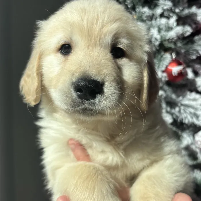 Male Golden Retriever Puppy for Sale in Jacksonville, FL