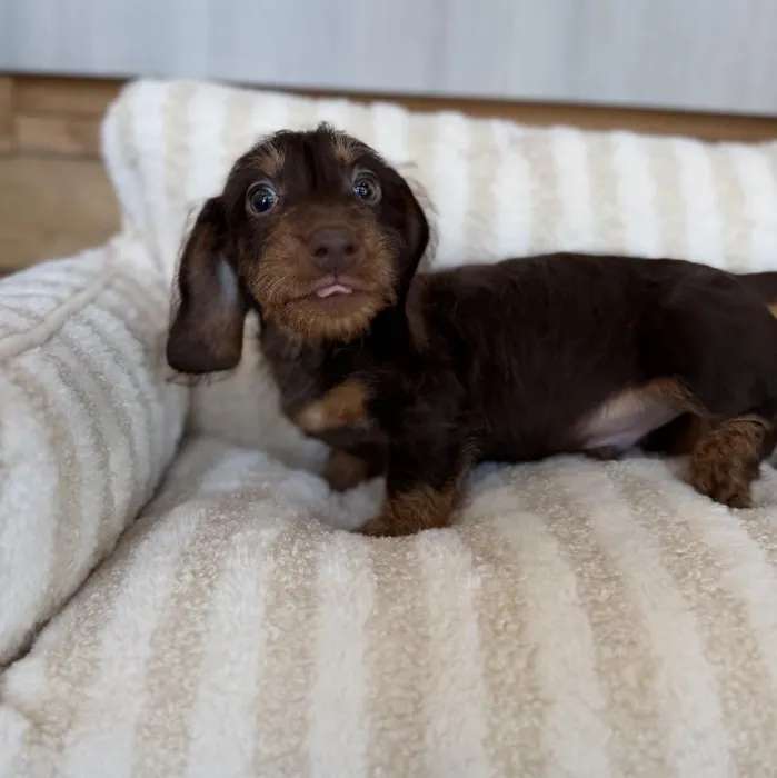 Male Mini Dachshund puppy named Peanut for sale at Beach Blvd.