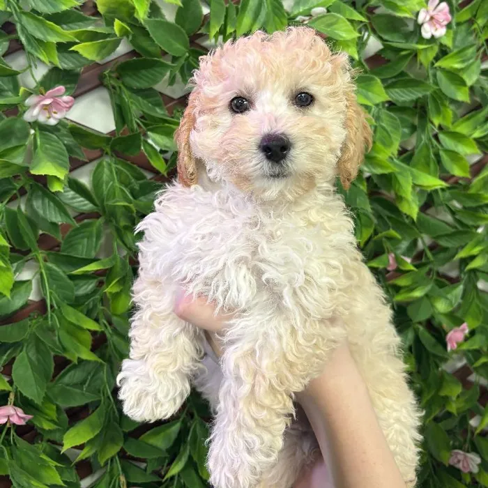 Female Bichapoo Puppy for Sale in Jacksonville, FL