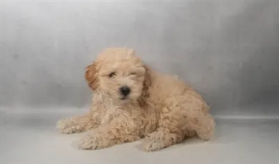 Male Hybrid puppy for sale at Beach Blvd.
