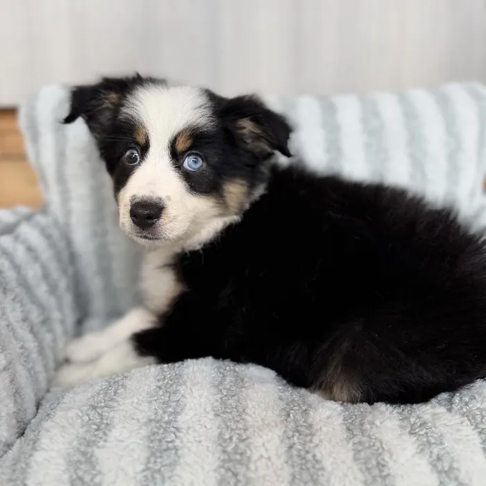 Female Mini Aussie puppy named Lilo for sale at Beach Blvd.