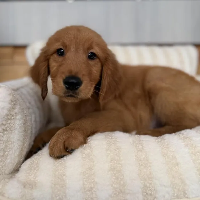 Male Golden Retriever puppy named Leo for sale at Beach Blvd.