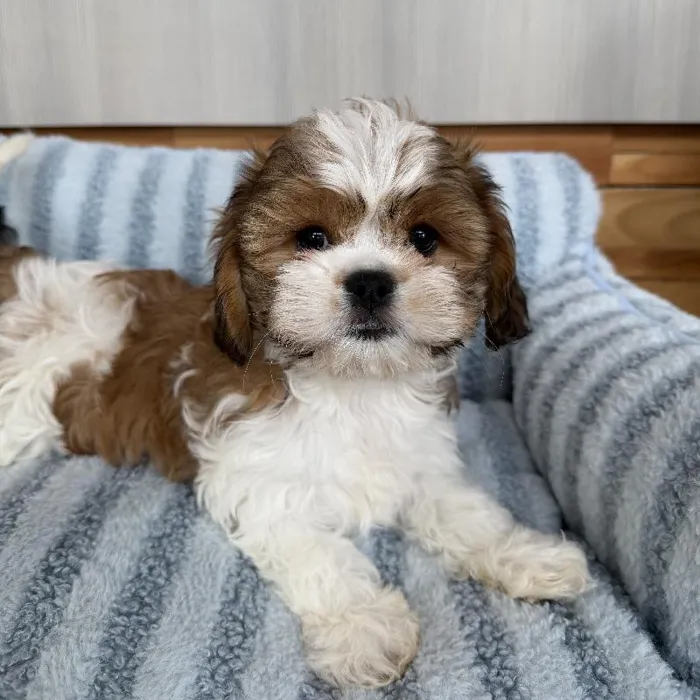 Male Cavatzu puppy named Murphy for sale at Beach Blvd.