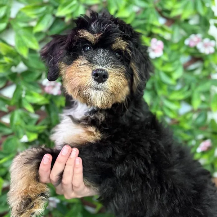 Male Mini Bernedoodle puppy named Cooper for sale at San Jose Blvd.