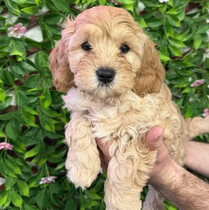 Male Cavapoo Puppy for Sale in Jacksonville, FL
