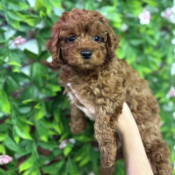 Male Cavapoo Puppy for Sale in Jacksonville, FL