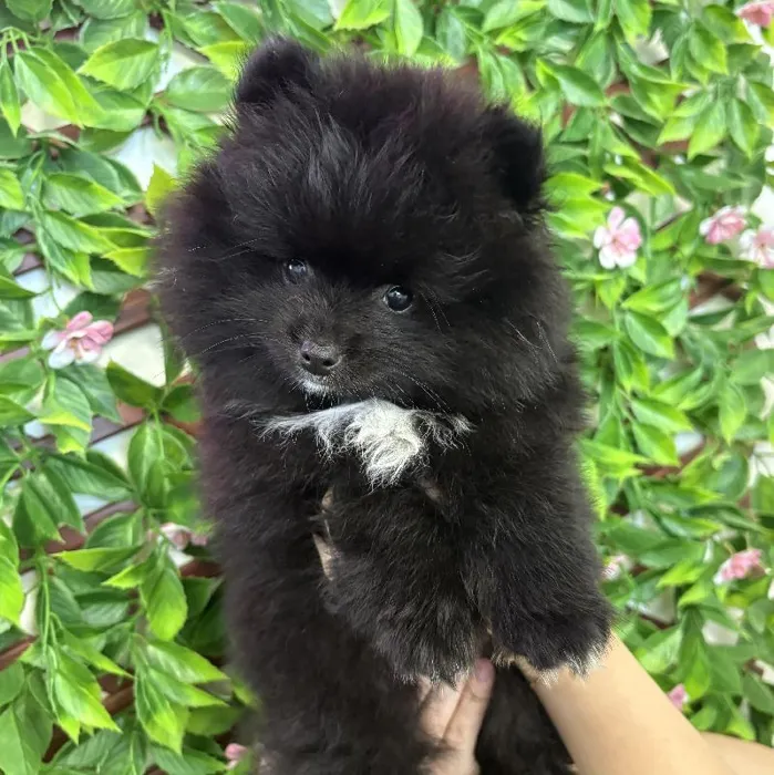 Male Pomeranian Puppy for Sale in Jacksonville, FL