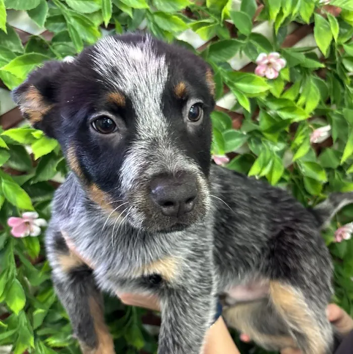 Male Australian Cattle Puppy for Sale in Jacksonville, FL