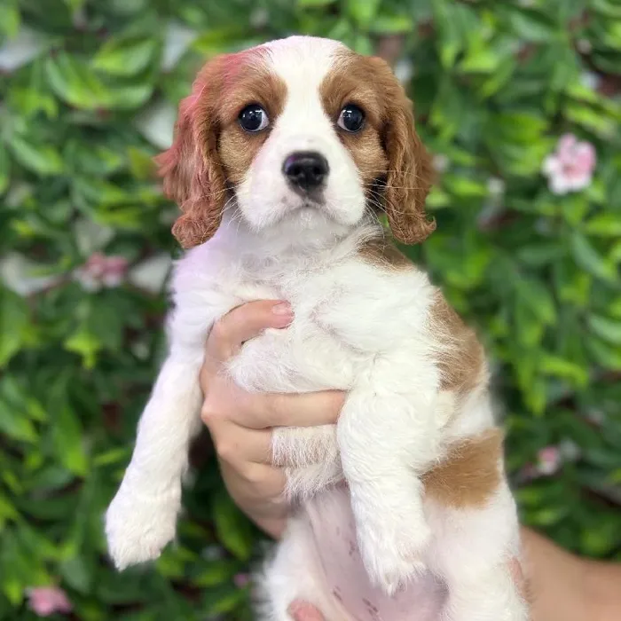 Female Cavalier King Charles Spaniel puppy named Penny for sale at San Jose Blvd.