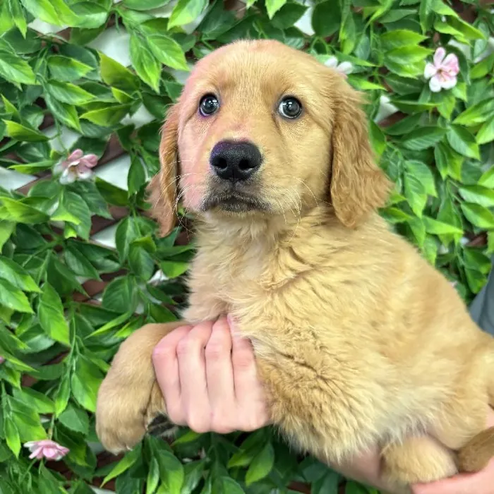 Male Golden Retriever puppy named Timber for sale at San Jose Blvd.