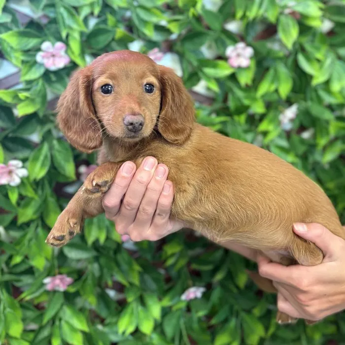 Female Dachshund Puppy for Sale in Jacksonville, FL