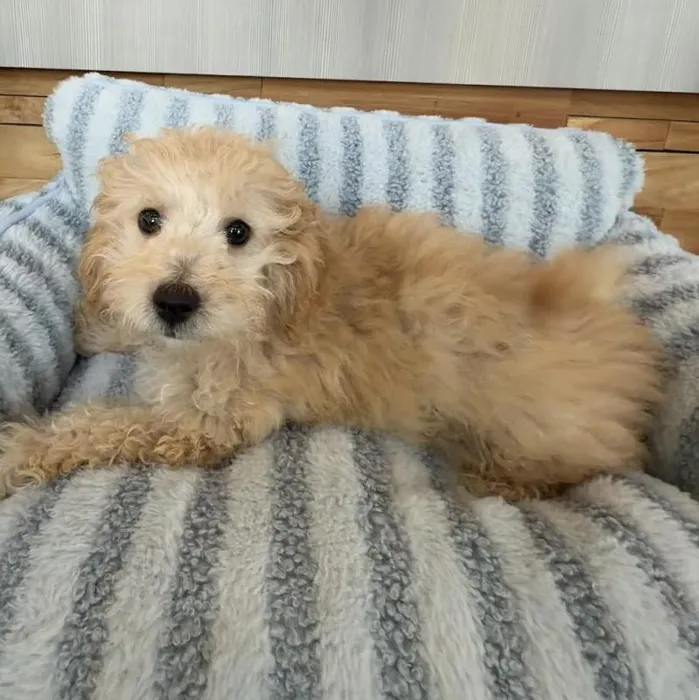 Male Bichapoo puppy named Brûleé for sale at Beach Blvd.