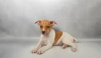 Male Rat Terrier puppy for sale at San Jose Blvd.