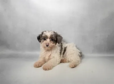 Female Yorkie-Poo puppy for sale at San Jose Blvd.