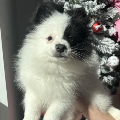 Male Pomeranian Puppy for Sale in Jacksonville, FL