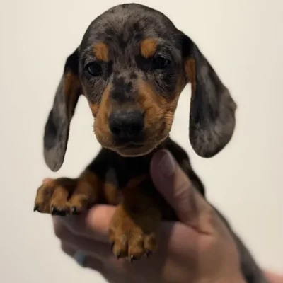 Male Dachshund puppy named Lambo for sale at Beach Blvd.
