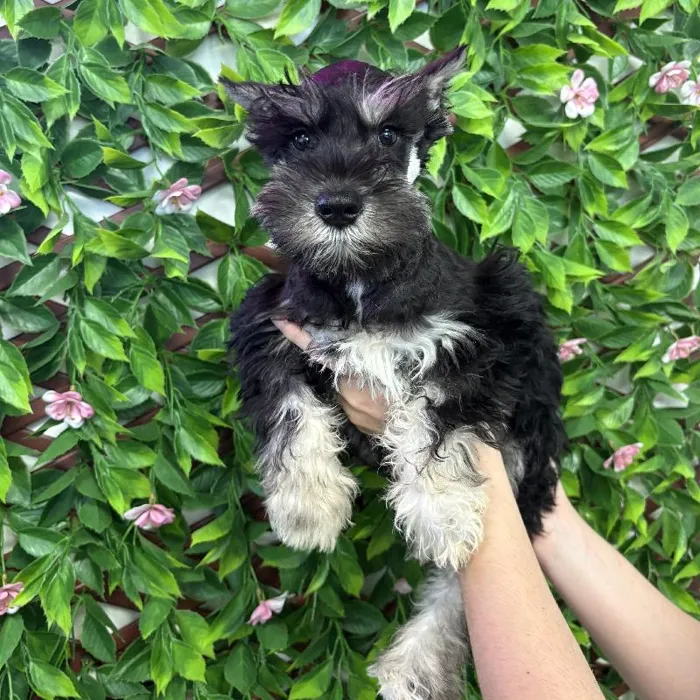 Male Mini Schnauzer Puppy for Sale in Jacksonville, FL
