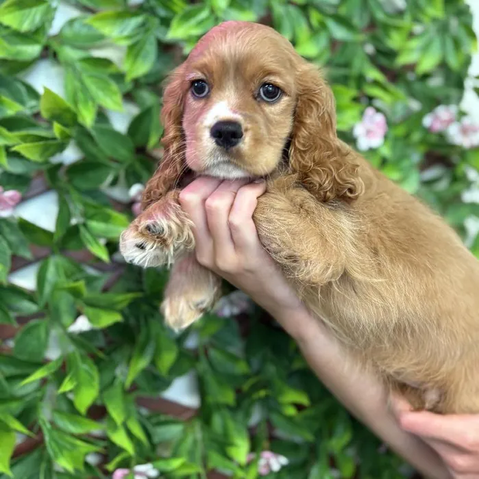 Male Cockalier puppy named Brady for sale at San Jose Blvd.