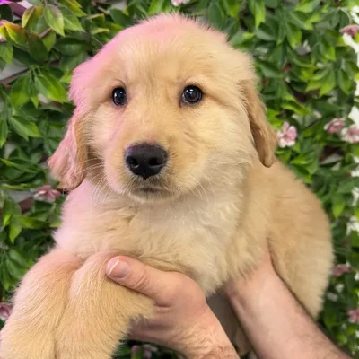 Male Golden Retriever Puppy for Sale in Jacksonville, FL