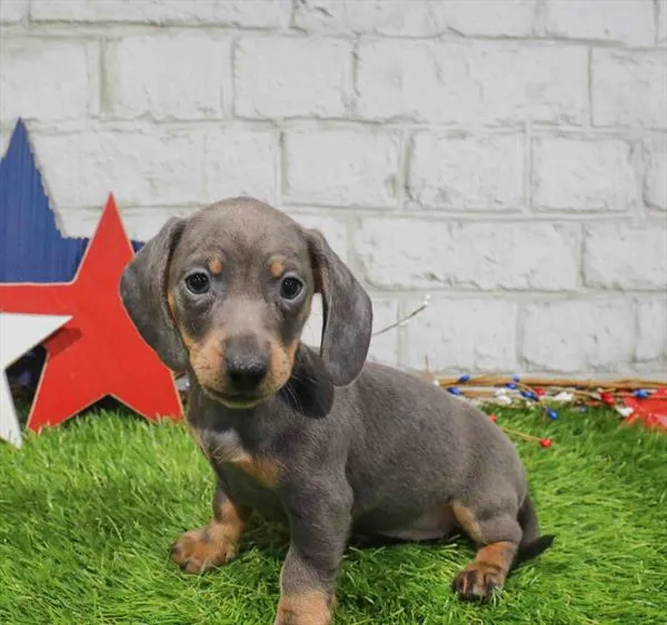 Female Mini Dachshund puppy for sale at San Jose Blvd.