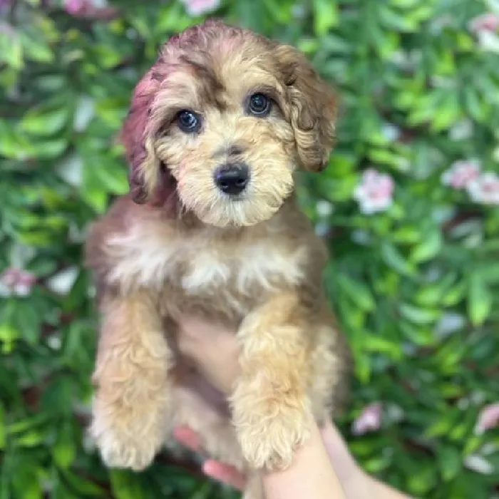 Male Mini Bernedoodle puppy named Bernie for sale at San Jose Blvd.