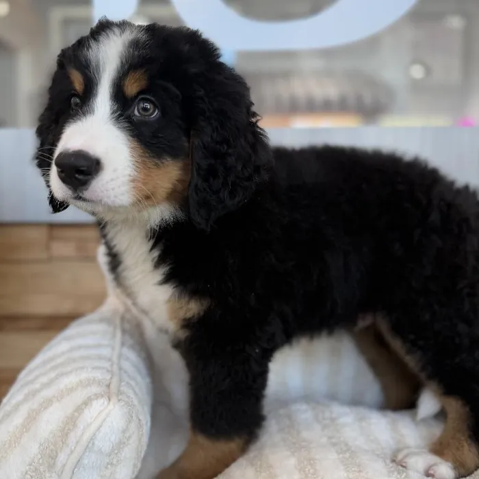 Male Bernese Mountain Dog puppy named Pongo for sale at Beach Blvd.