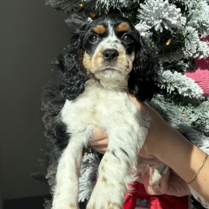 Female Cocker Spaniel Puppy for Sale in Jacksonville, FL