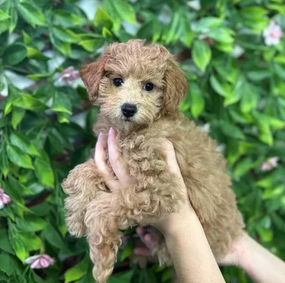 Female Poodle Puppy for Sale in Jacksonville, FL