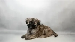 Female Malshi puppy for sale at San Jose Blvd.