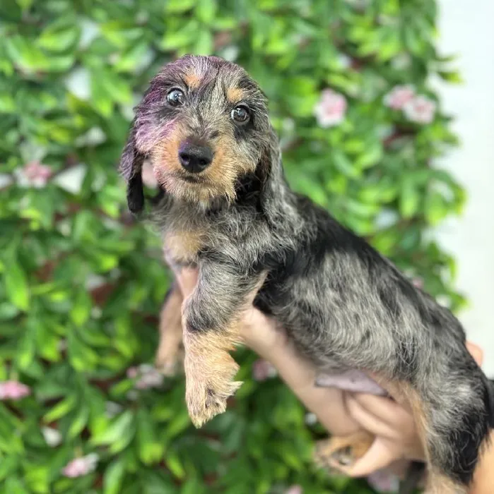 Male Mini Dachshund puppy named Oscar for sale at San Jose Blvd.
