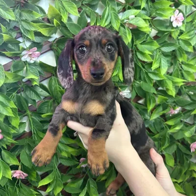 Male Mini Dachshund Puppy for Sale in Jacksonville, FL