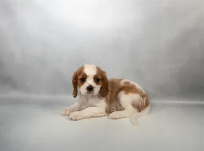 Male Cavalier King Charles Spaniel puppy for sale at San Jose Blvd.