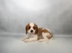 Male Cavalier King Charles Spaniel puppy for sale at San Jose Blvd.