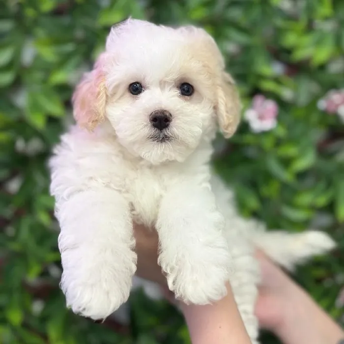 Female Maltipoo puppy named Sassy for sale at San Jose Blvd.