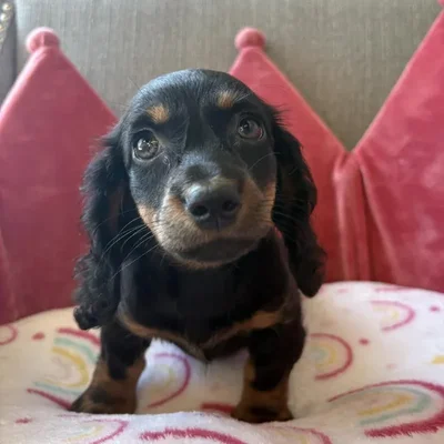 Female Dachshund Puppy for Sale in Jacksonville, FL